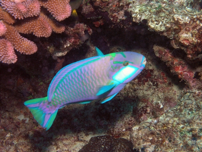 A Bleeker's Parrotfish swimming in front of coral